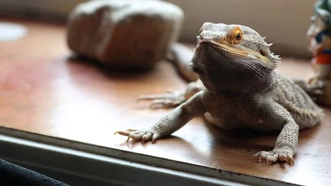 Beardie head movements 4k v2 Stock Footage 108699608