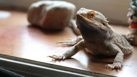 Beardie head movements 4k v3 Stock Footage 108699619