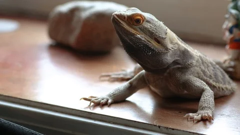 Beardie head movements 4k v4 Stock Footage 108699640