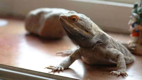 Beardie head movements 4k v6 Stock Footage 108699806