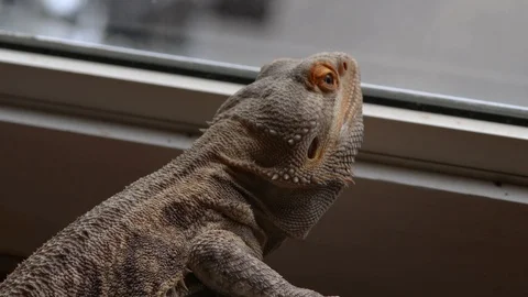 Beardie looking out of window Stock Footage 109417377