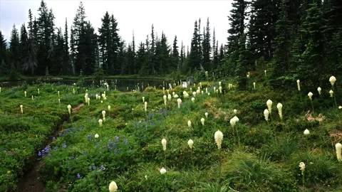Beargrass Superbloom in Spray Park Trail, Mount Rainier National Park 스톡 동영상 332099617