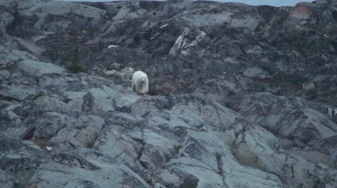 BearInRocks 02 Stock Footage 959220