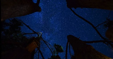 BearNight Complation B 스톡 동영상 115290861