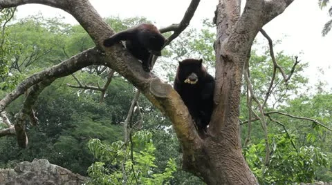 Bears 01 Stock Footage 12539054