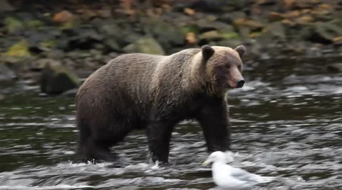 Bears in Alaska Stock Footage 54473439