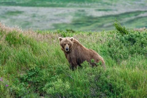 Bears in the Alaskan wilderness Stock Photos
