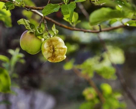 Bear's Apple Stock Photos