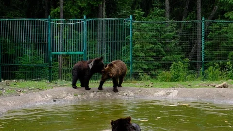 Bears are playing Stock Footage 102595848