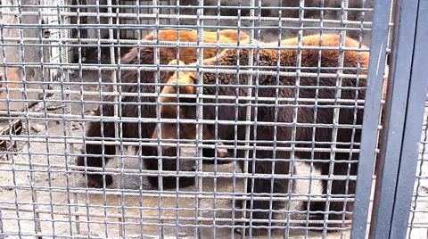 Bears are in a zoo Video stock 46737516