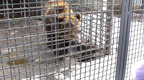 Bears are in a zoo Stock Footage 46737568