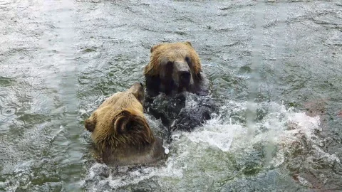 Bears bathe in the water during the rain Video stock 117415253