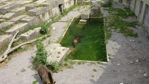 Bears at Bear Bern Park, Bern Switzerland 库存影片 177511055