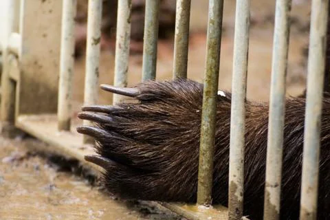 Bears bear a brown bear behind bars Foto stock