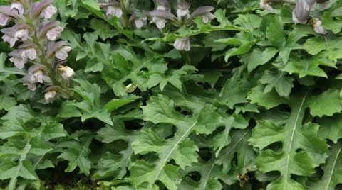 Bear's breeches (Acanthus hungaricus) Stock Footage 14890752