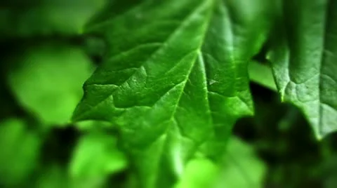 Bears breeches leaf Video stock 10825355