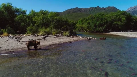 Bears catching fish in the river Stock Footage 144845771