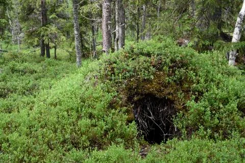 Bears den Stock-Fotos