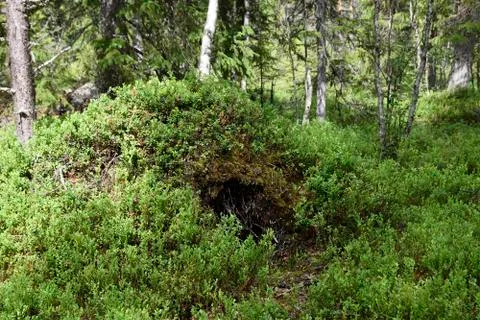 Bears den Stock Photos