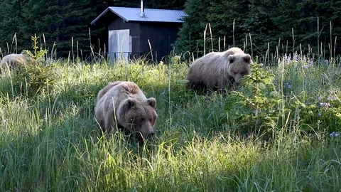 Bears eating grass in a field Stock Footage 127263012