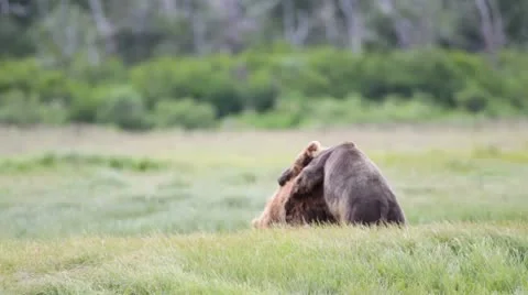 Bears fighting Stock Footage 10579357