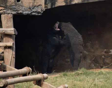 Bears fighting Stock Photos