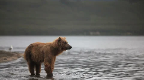 Bears fishing Stock Footage