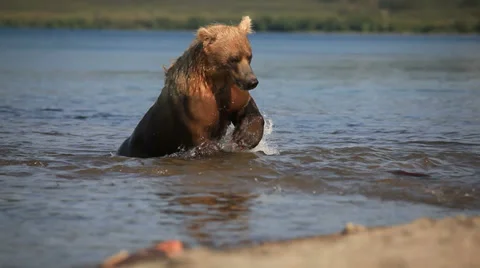 Bears fishing Video stock 33403992