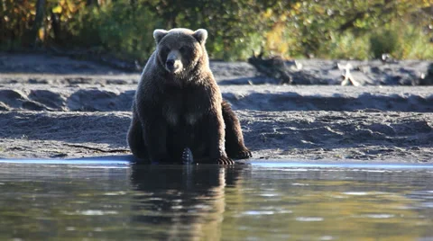 Bears fishing Video stock 33444579
