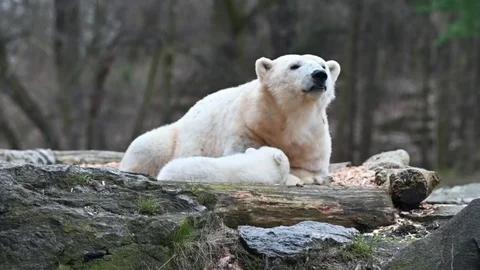 Bears Video stock 106440210