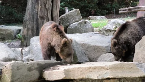 Bears Video stock 328440343