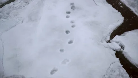 Bear's footstaps on the ice Video stock 135233717