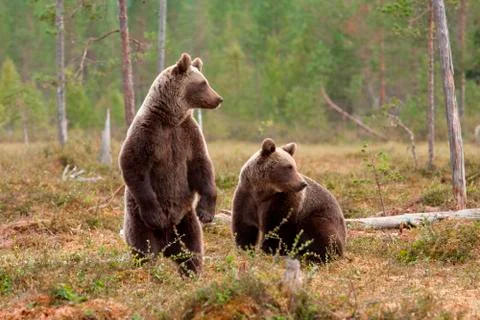 Bears in the forest Stock Photos