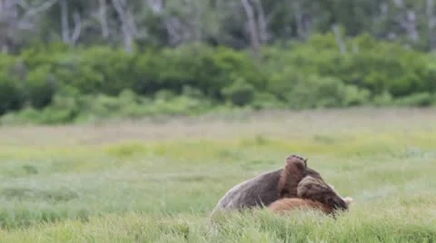 Bears in friendly fight Stock Footage 10582459