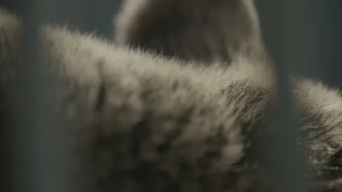 Bears fur Stockbeeldmateriaal 95974897