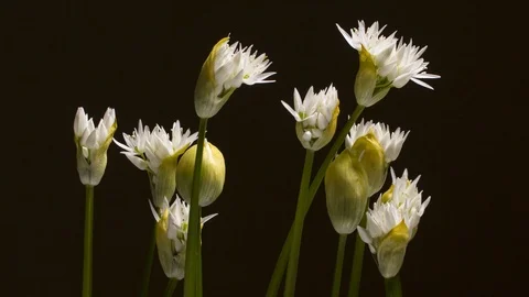 Bear'S Garlic Stock Footage 113338216