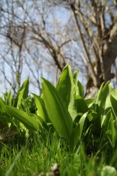 Bear's garlic Stock Photos