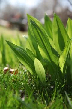 Bear's garlic Stock Photos