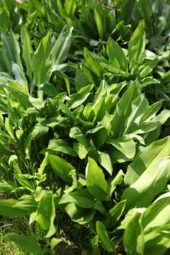 Bear's garlic Stock Photos