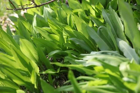 Bear's garlic Stock Photos