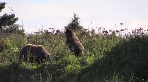 Bears in the grass Stock Footage 55658195
