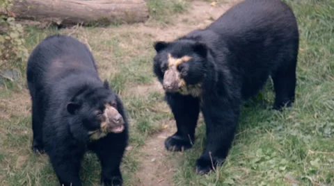 Bears interacting Stock-Footage 55769036