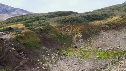 Bears of Kamchatka 스톡 동영상 317294709