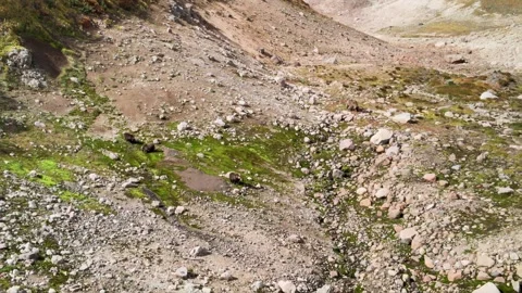 Bears of Kamchatka 스톡 동영상 317294785