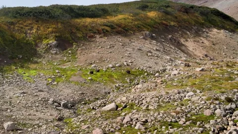 Bears of Kamchatka 스톡 동영상 317294830