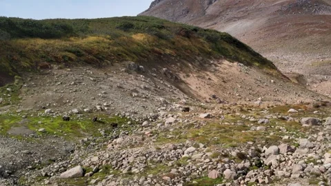 Bears of Kamchatka 스톡 동영상 317294845