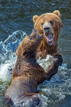 Bears kodiak Stock Photos