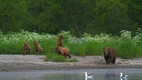 Bears by the lake. Stock Photos