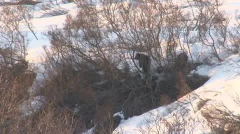 Bears Leaving the Den 1 Stock Footage 10563104