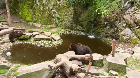The bears that live in the Český Krumlov castle are its symbol Stock Footage 250462799